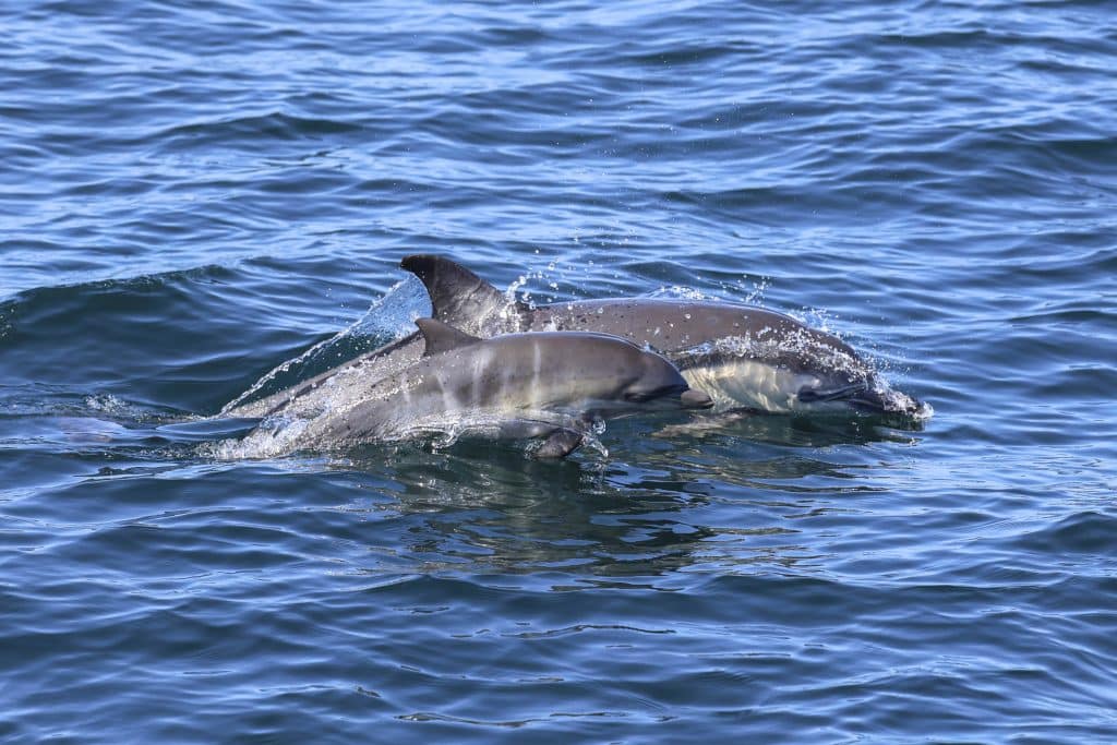 20260404 0K2A8664 | San Diego Whale Watch 32