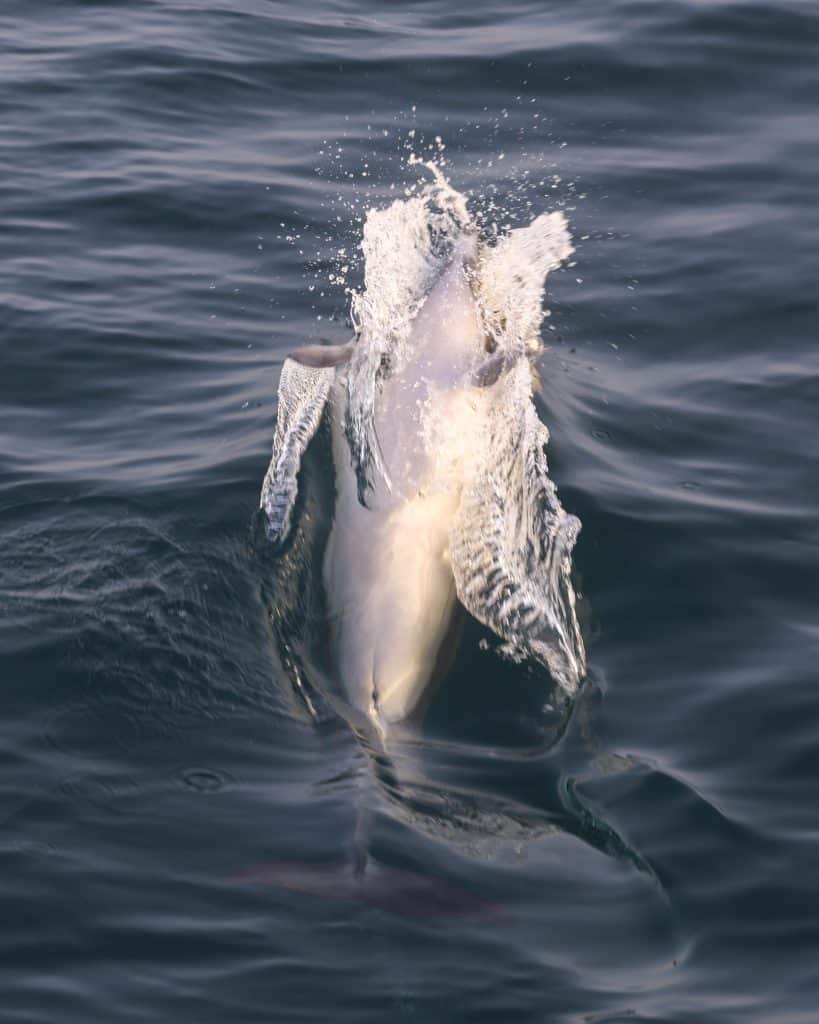 20260410 0K2A1785 | San Diego Whale Watch 28