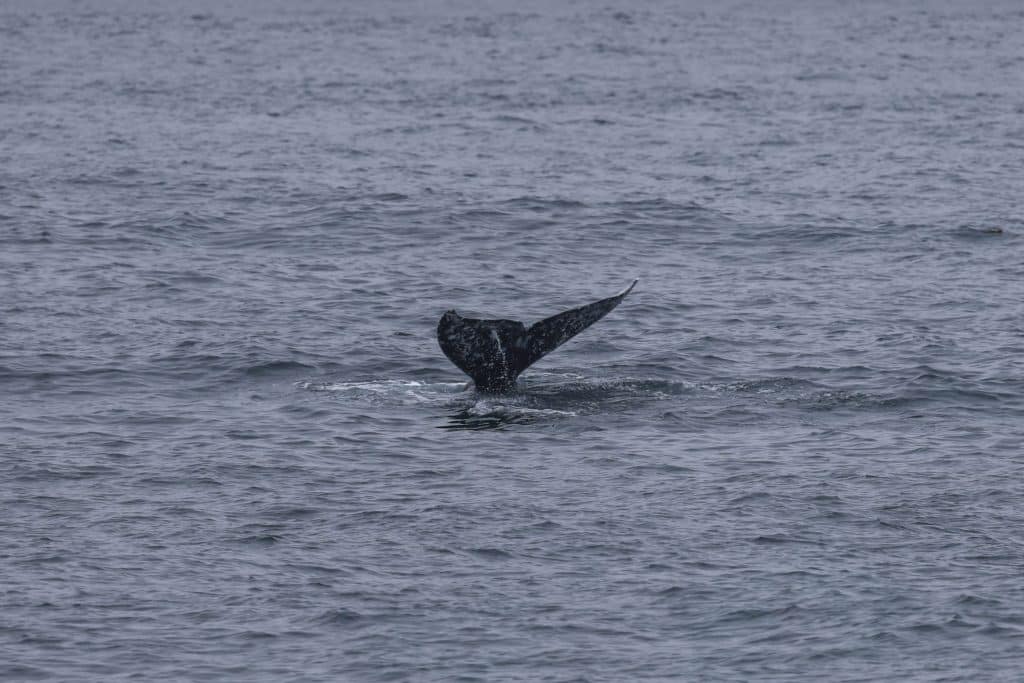 20260412 0K2A4031 | San Diego Whale Watch 1