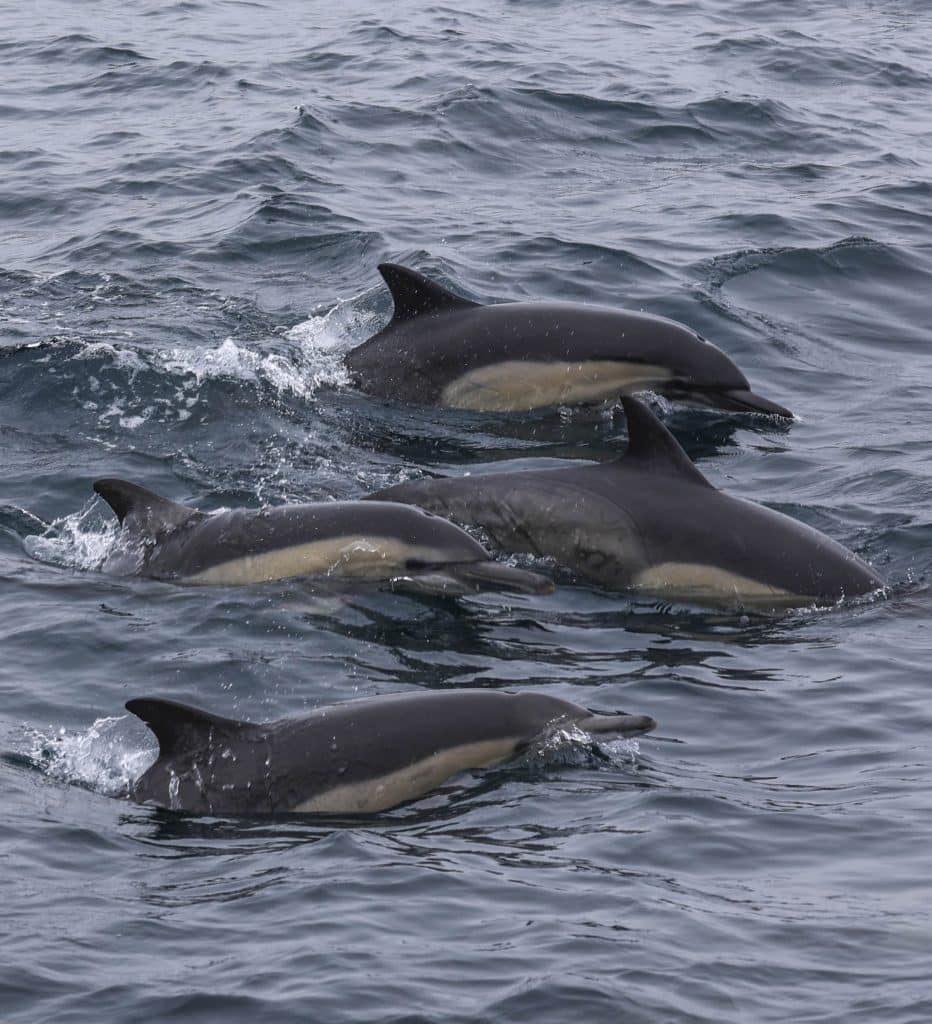 20260412 0K2A4334 | San Diego Whale Watch 3