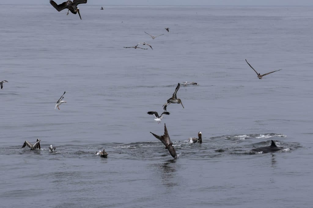 20260412 0K2A4797 | San Diego Whale Watch 7