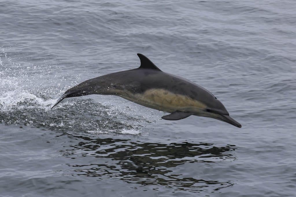 20260412 0K2A4983 | San Diego Whale Watch 9