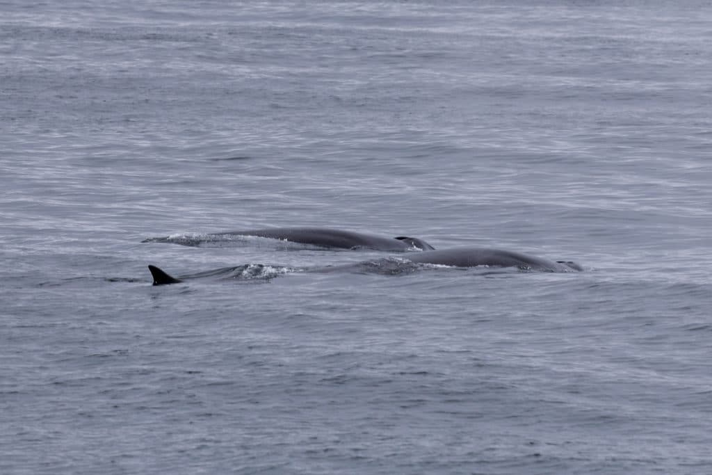 20260412 0K2A5211 | San Diego Whale Watch 11