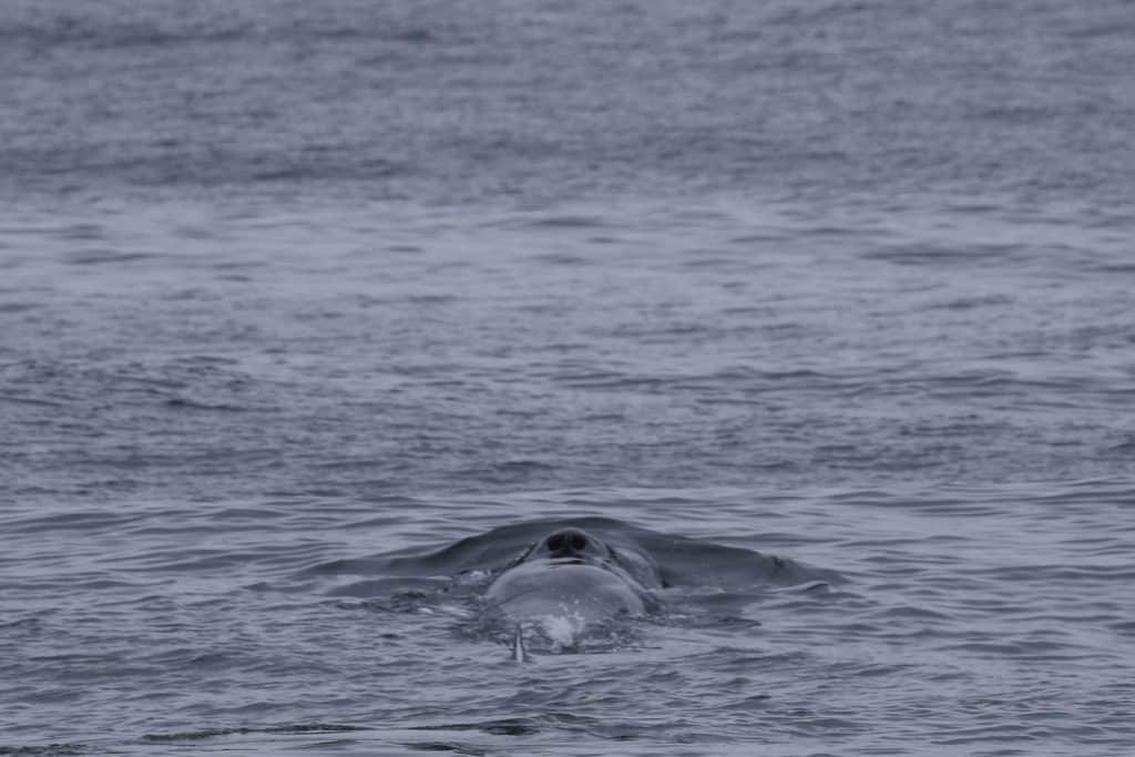 20260412 0K2A5240 | San Diego Whale Watch 13