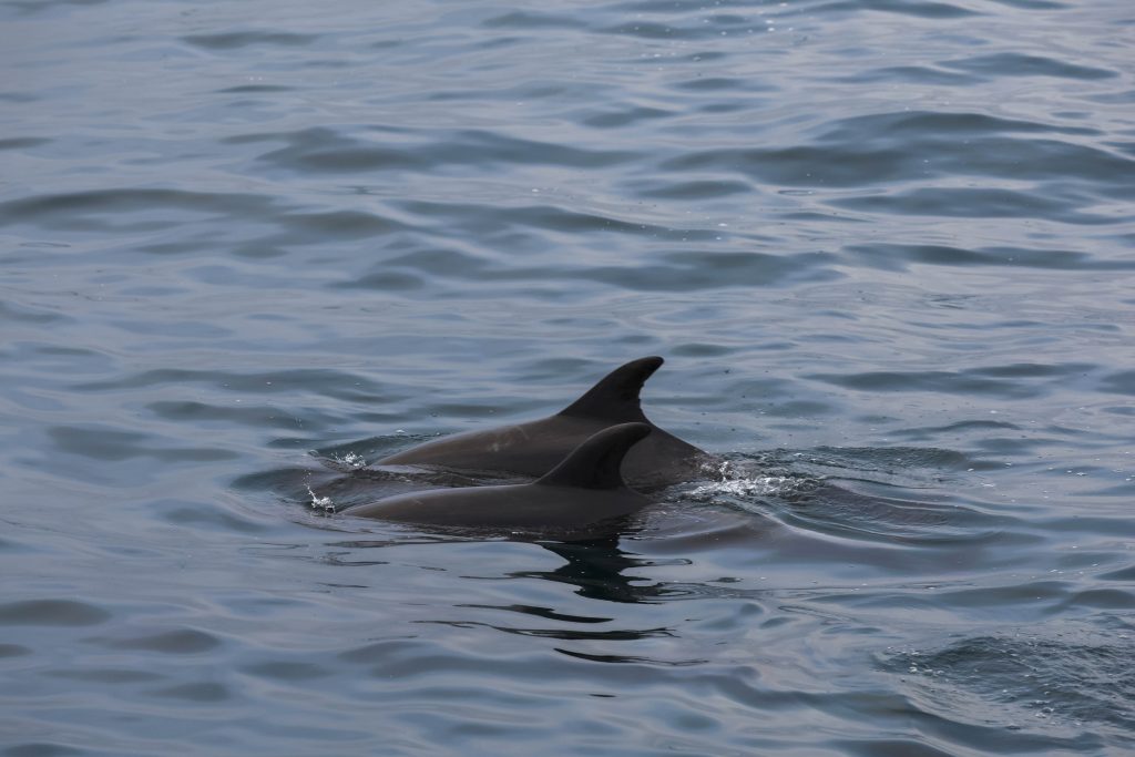 20260412 0K2A5561 | San Diego Whale Watch 17