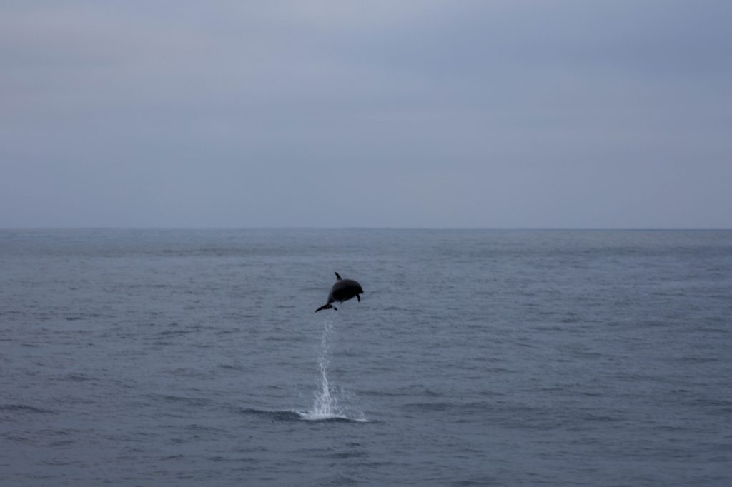 20260412 0K2A5712 | San Diego Whale Watch 15