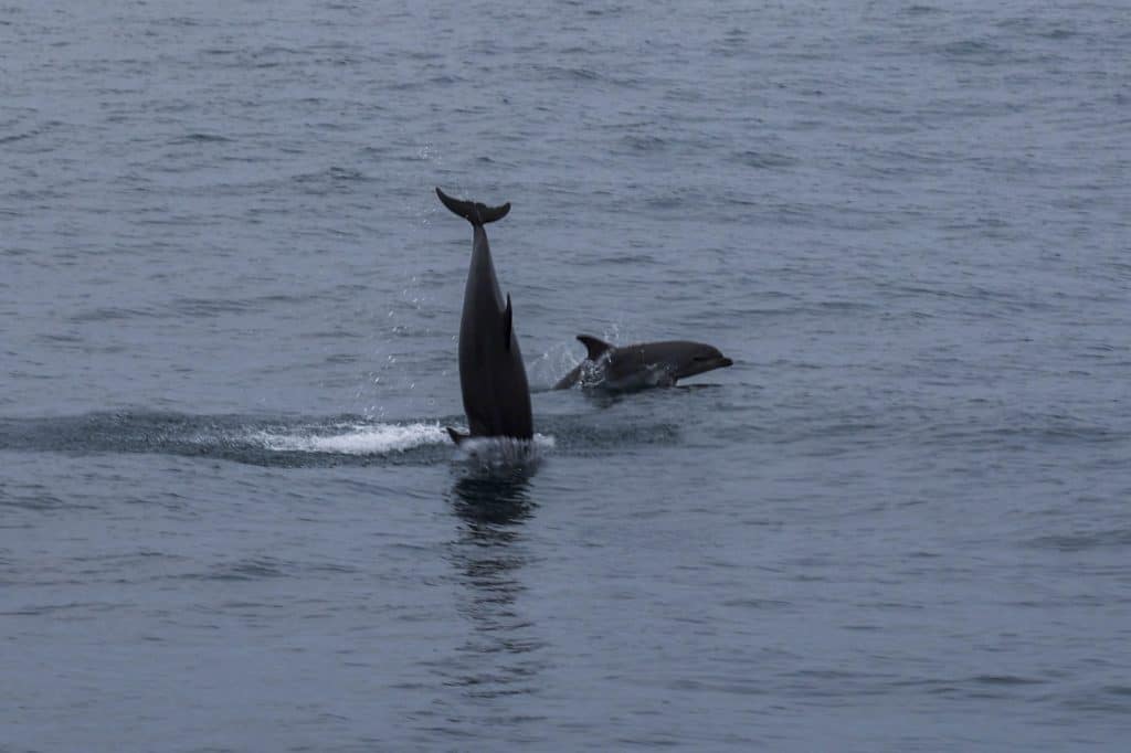 20260412 0K2A5721 | San Diego Whale Watch 19