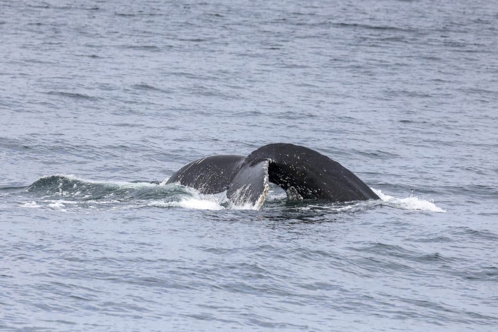 20260417 0K2A8044 | San Diego Whale Watch 7
