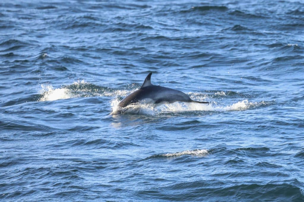 20260419 0K2A0315 | San Diego Whale Watch 9