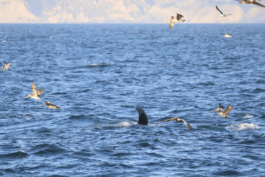 20260419 0K2A0486 | San Diego Whale Watch 13