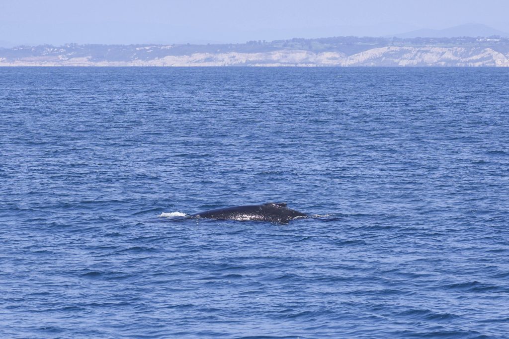 20260430 0K2A4849 | San Diego Whale Watch 3
