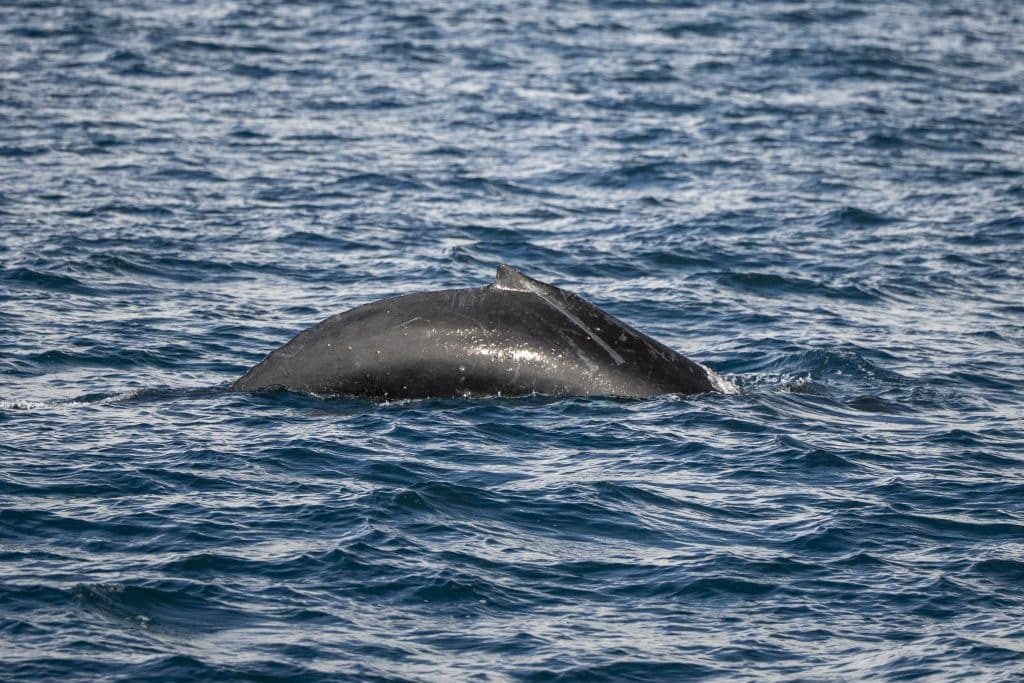 20250501 DSC6500 | San Diego Whale Watch 5