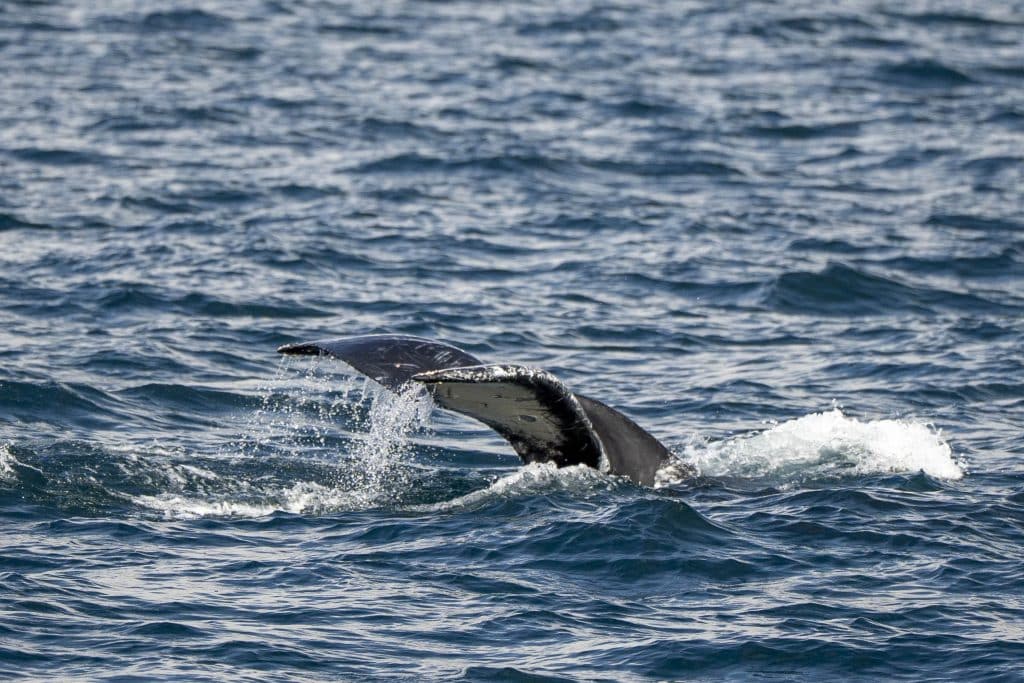 20250501 DSC6506 | San Diego Whale Watch 1
