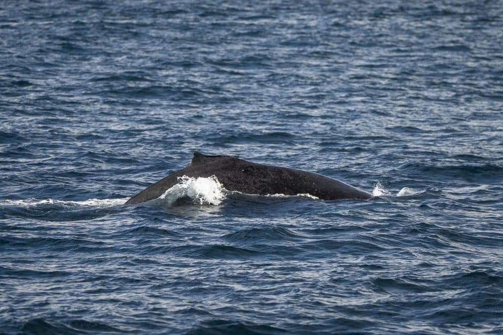 20250501 DSC6520 | San Diego Whale Watch 3
