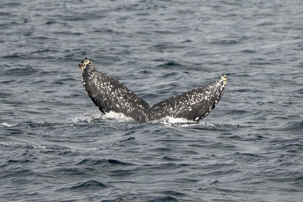 20250502 DSC6734 | San Diego Whale Watch 19