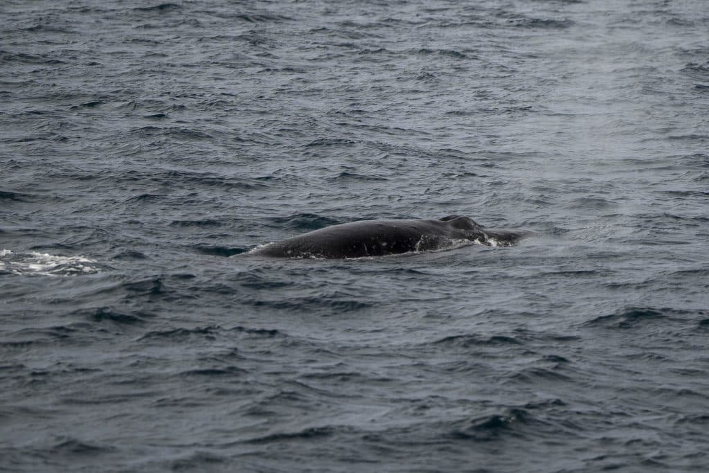 20250502 DSC6743 | San Diego Whale Watch 23