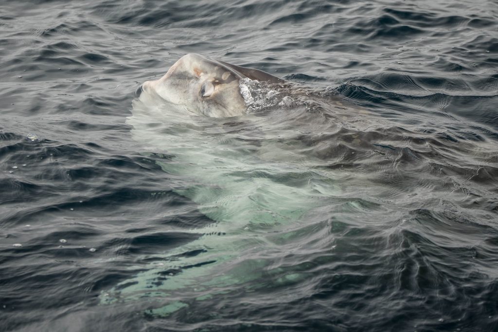 20250503 DSC6785 | San Diego Whale Watch 7