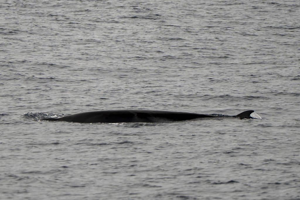 20250503 DSC6799 | San Diego Whale Watch 5