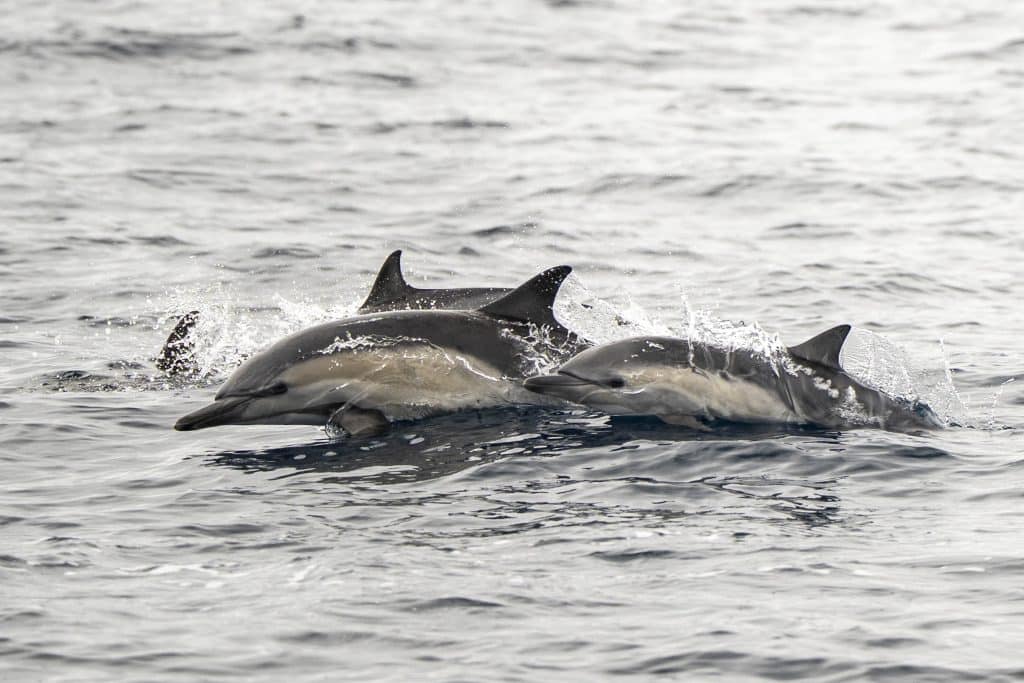 20250503 DSC6928 | San Diego Whale Watch 3