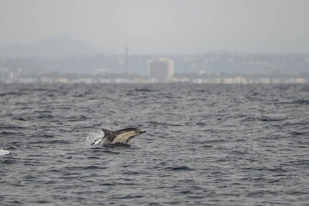 20250503 DSC7049 | San Diego Whale Watch 1