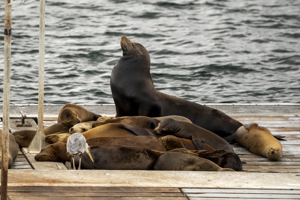 20250505 DSC7075 | San Diego Whale Watch 5