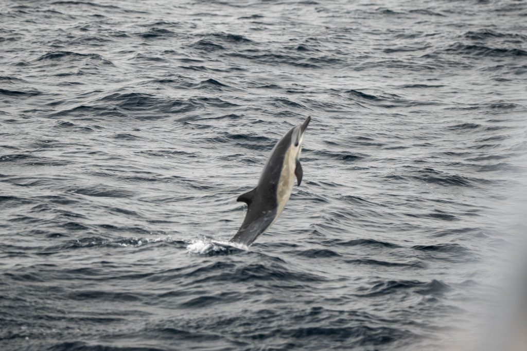20250505 DSC7086 | San Diego Whale Watch 3