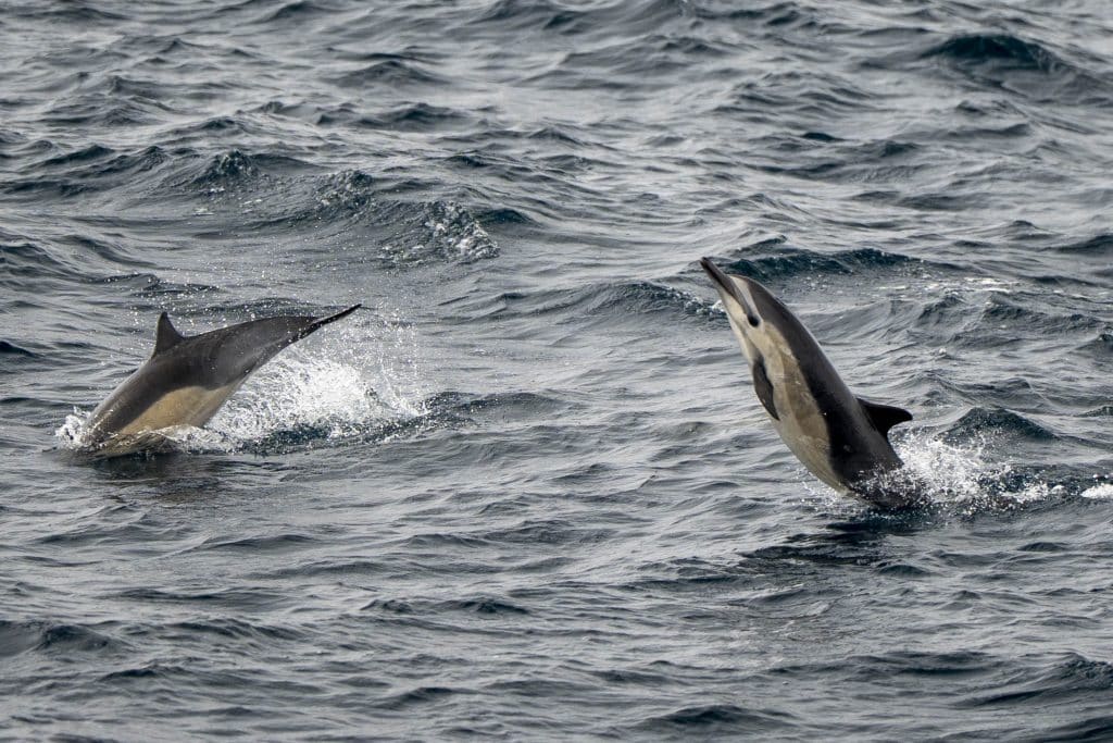 20250505 DSC7093 | San Diego Whale Watch 1