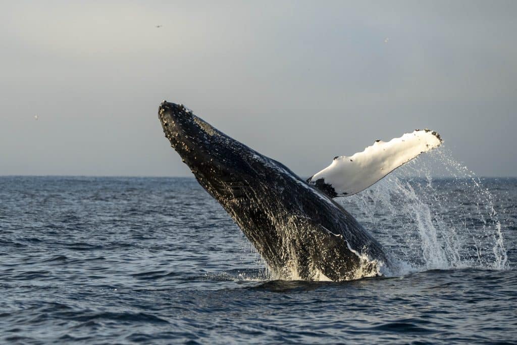 20250509 DSC7585 | San Diego Whale Watch 22