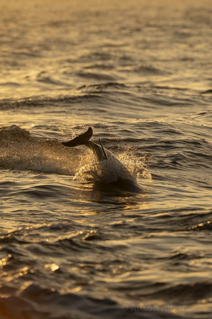 20250509 DSC7818 | San Diego Whale Watch 24
