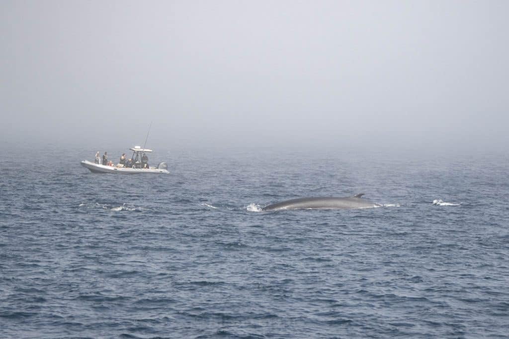 20250510 DSC7872 | San Diego Whale Watch 3