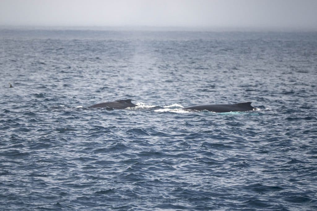 20250510 DSC7939 | San Diego Whale Watch 1