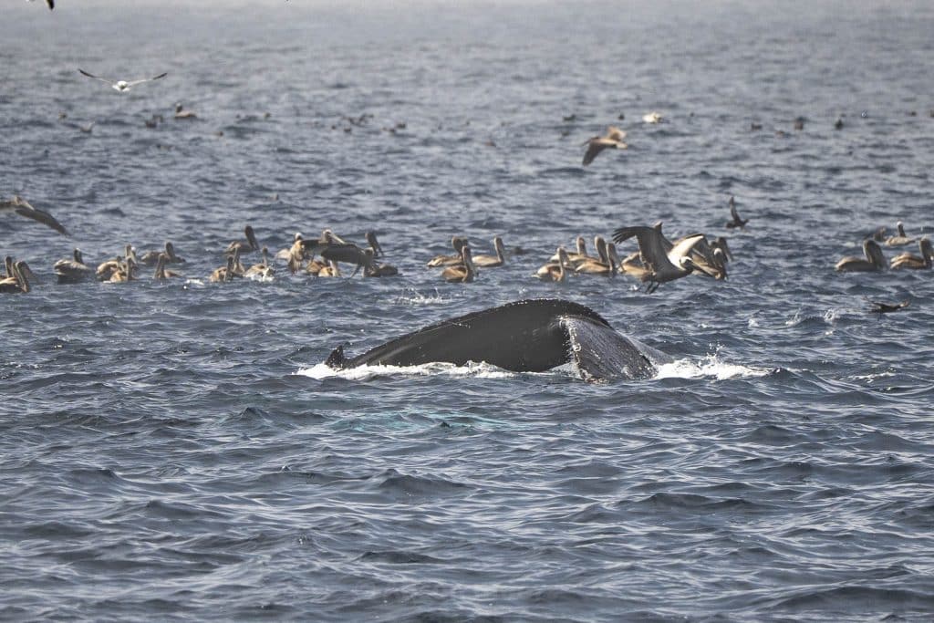 20250510 DSC7953 | San Diego Whale Watch 5