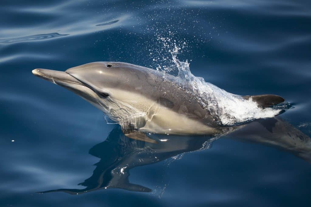 20250510 DSC8251 | San Diego Whale Watch 7
