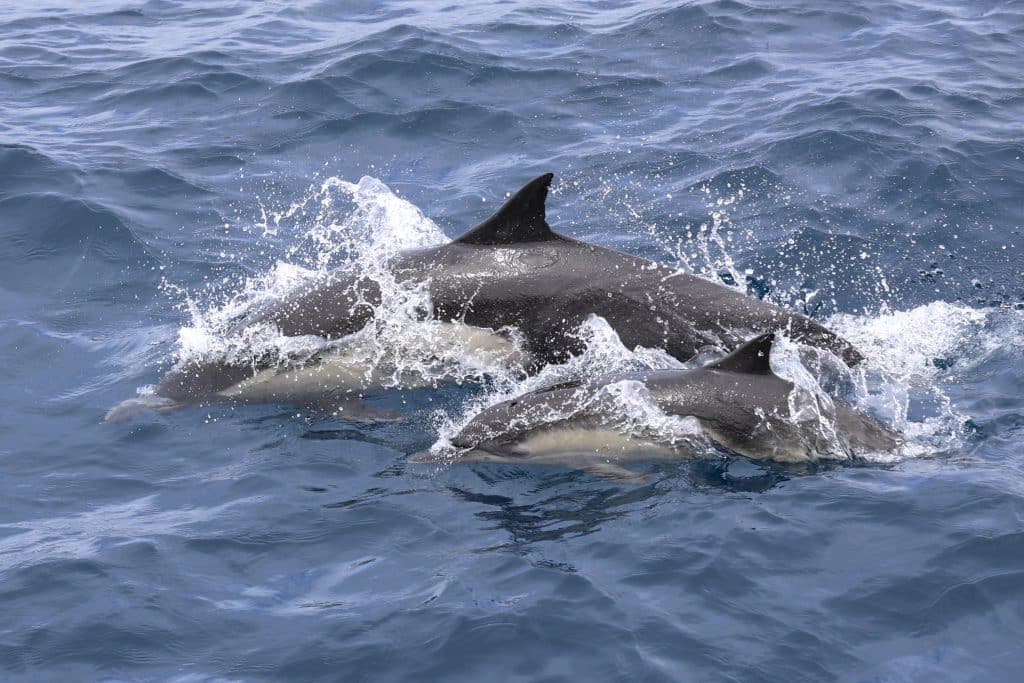 20250512 0K2A4398 | San Diego Whale Watch 19