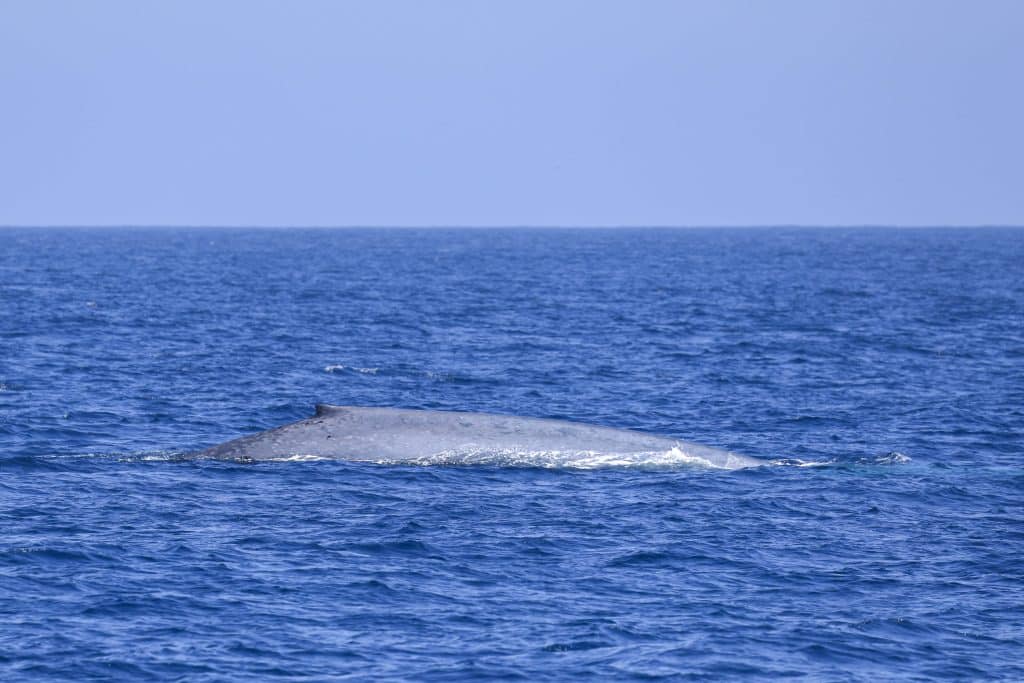 20250519 0K2A7353 | San Diego Whale Watch 5