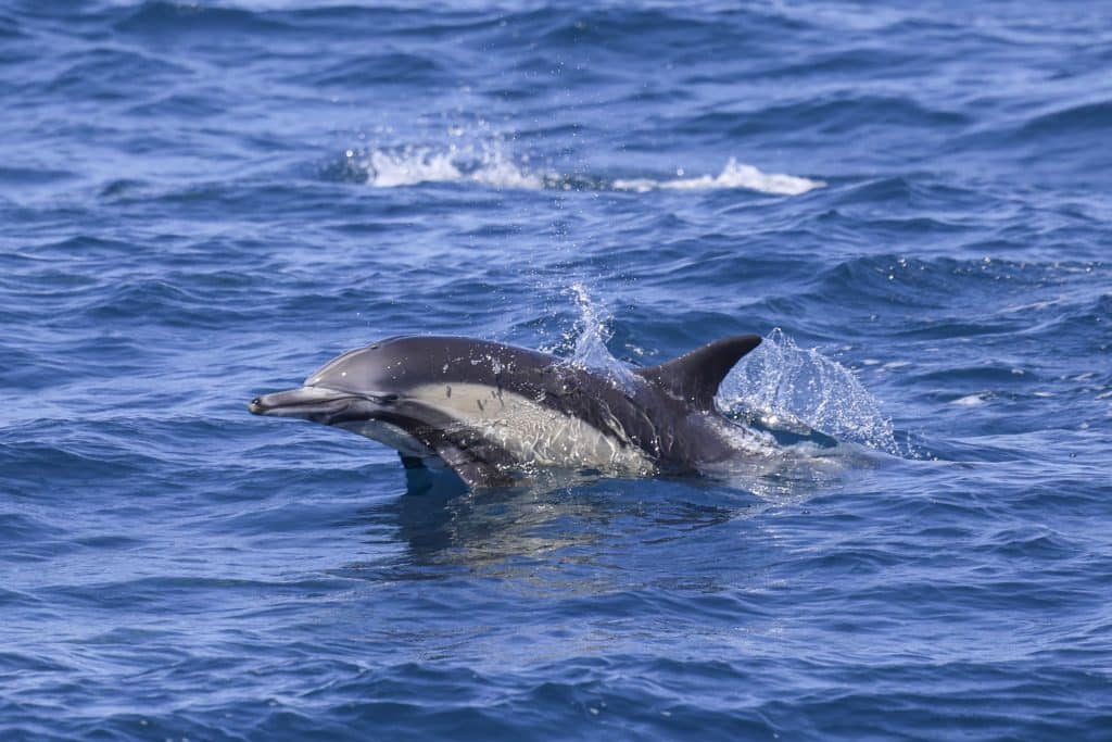 20250519 0K2A7460 | San Diego Whale Watch 1