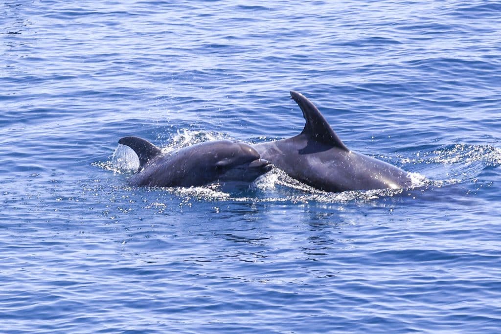 20250520 0K2A7731 | San Diego Whale Watch 15