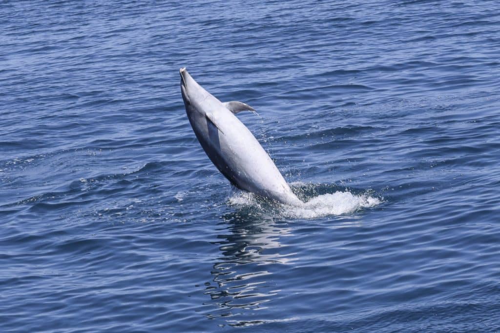 20250520 0K2A7882 | San Diego Whale Watch 9