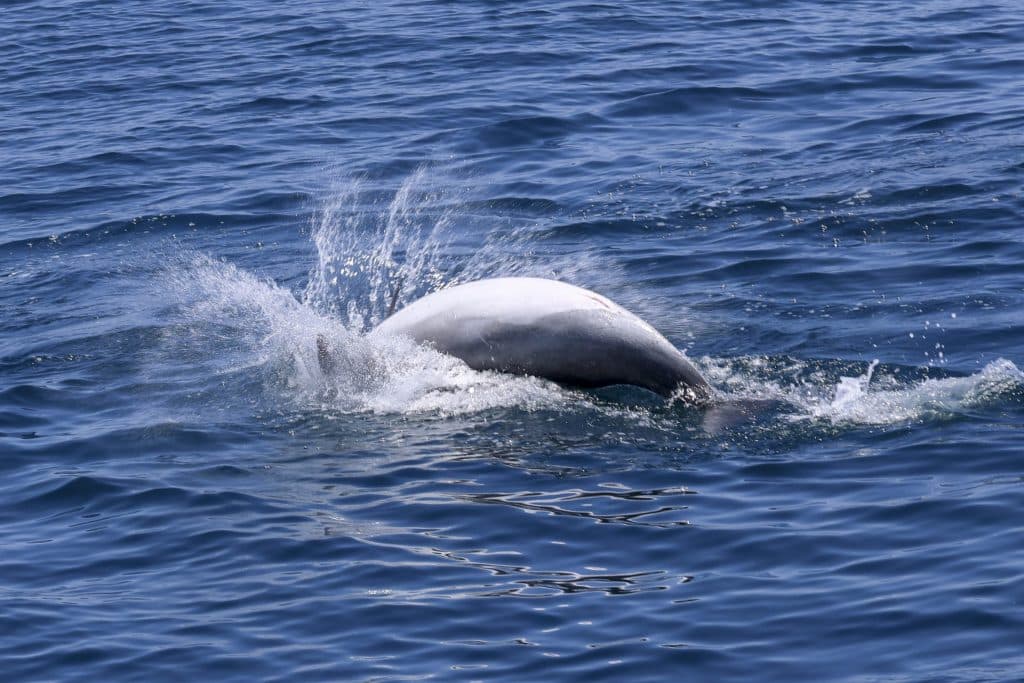 20250520 0K2A7886 | San Diego Whale Watch 11