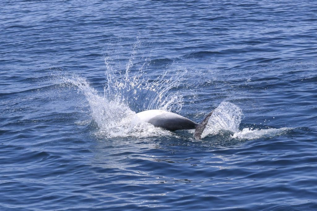 20250520 0K2A7887 | San Diego Whale Watch 13