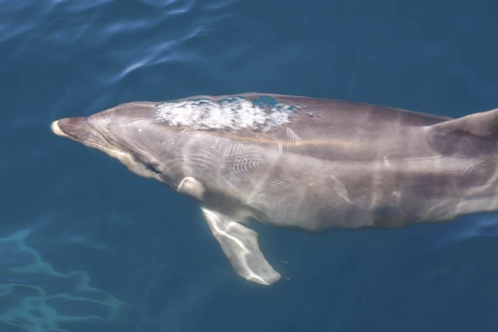 20250520 0K2A7921 | San Diego Whale Watch 7