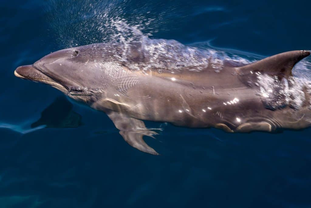 20250520 0K2A7924 | San Diego Whale Watch 5