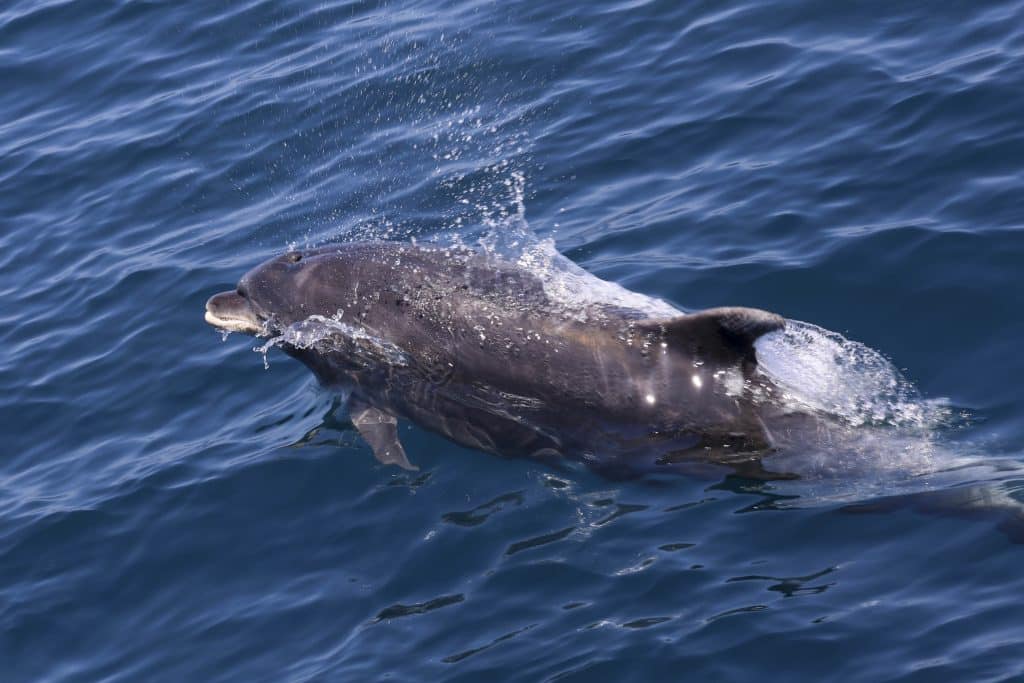 20250520 0K2A7937 | San Diego Whale Watch 3
