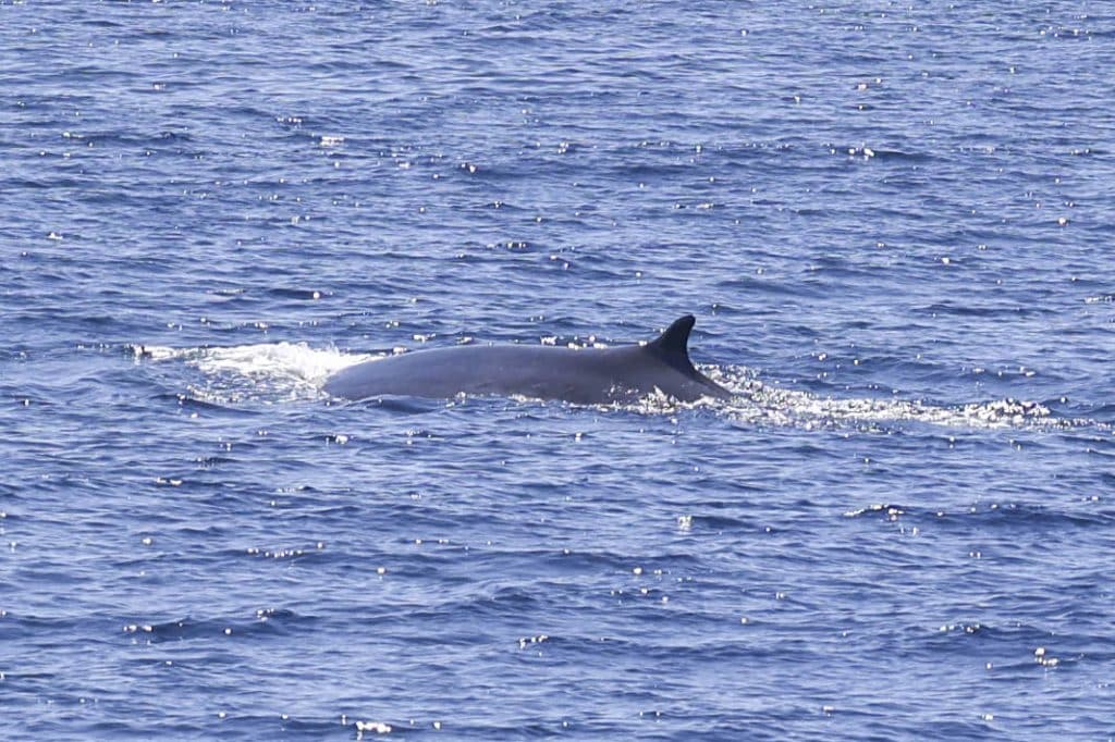 20250520 0K2A8037 | San Diego Whale Watch 1