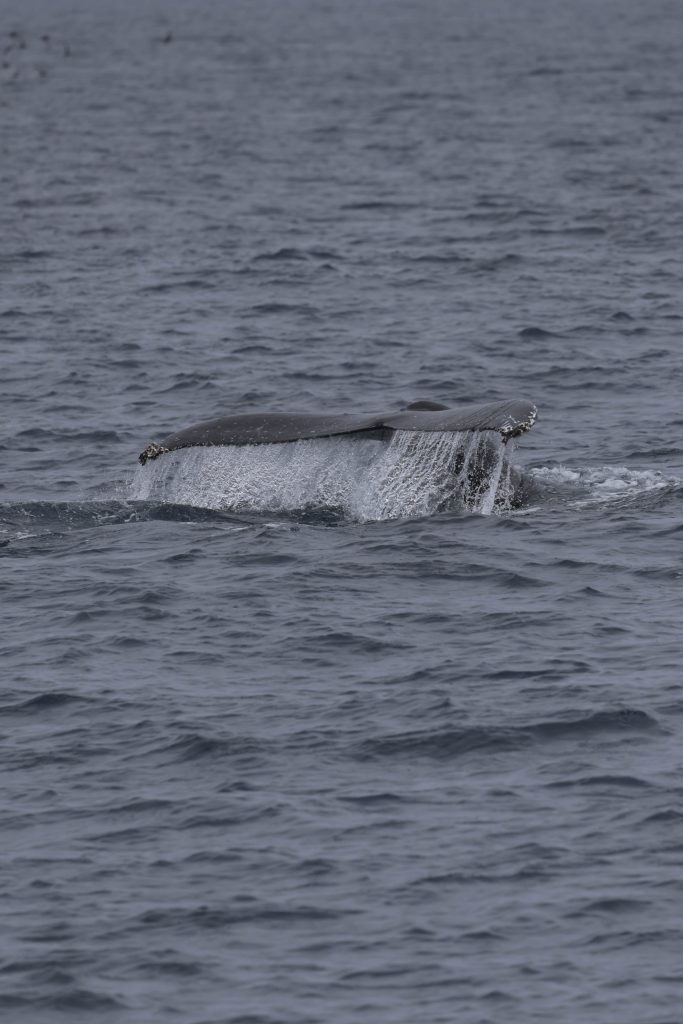 20250523 0K2A0231 2 | San Diego Whale Watch 7