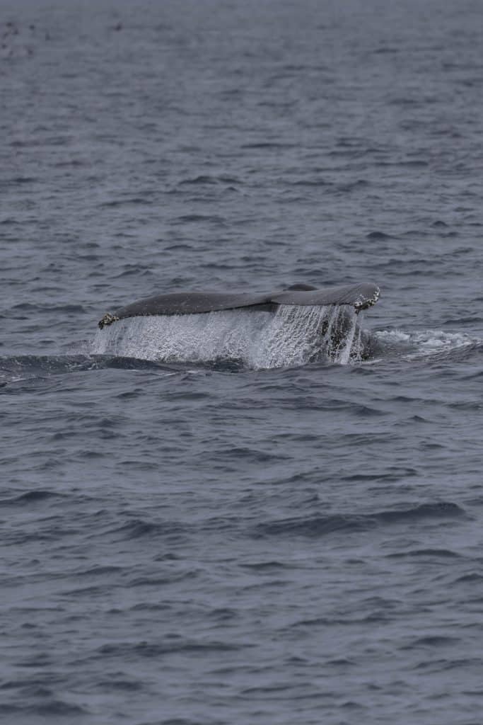 20250523 0K2A0231 | San Diego Whale Watch 13