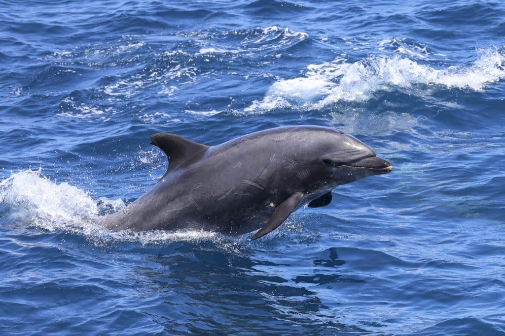 20250523 0K2A1504 | San Diego Whale Watch 17