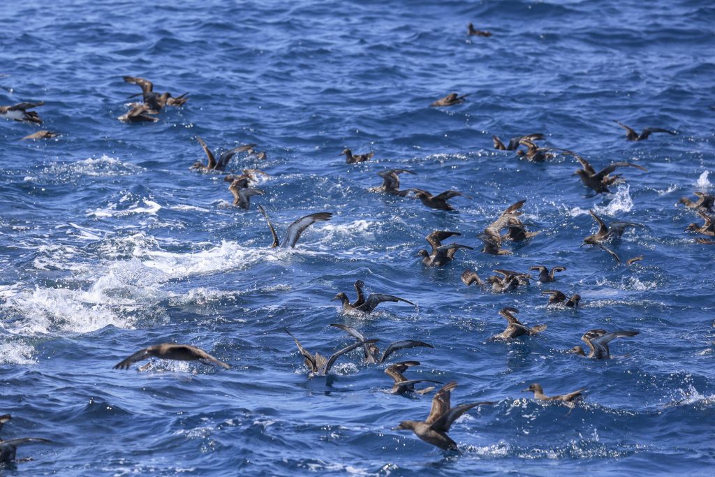20250523 0K2A1959 | San Diego Whale Watch 19