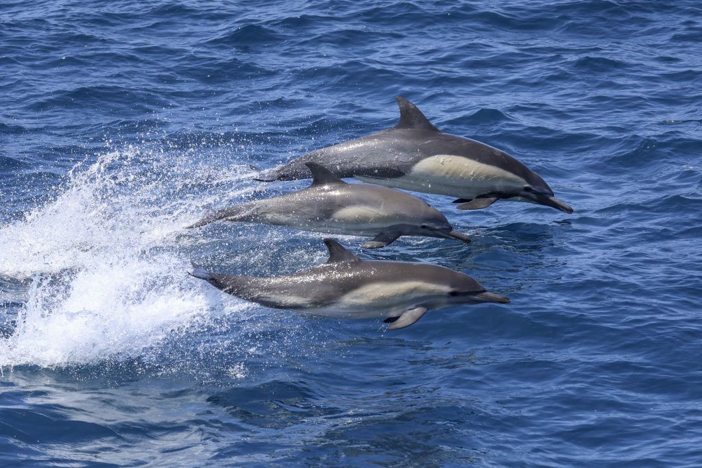 20250523 0K2A2880 | San Diego Whale Watch 15