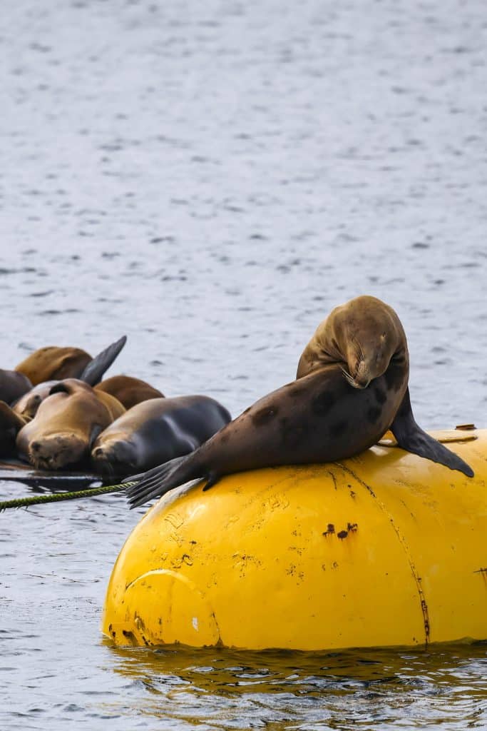 20250524 0K2A2946 | San Diego Whale Watch 1